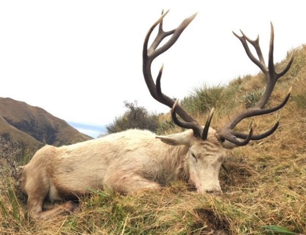 White-stag1
