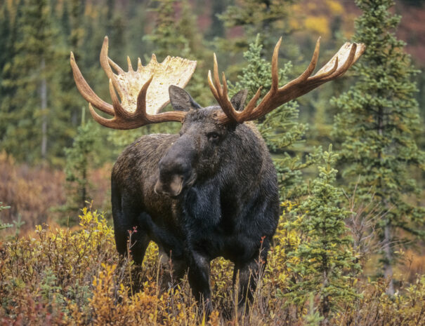 Autumn tundra, Denali National Park, Alaska