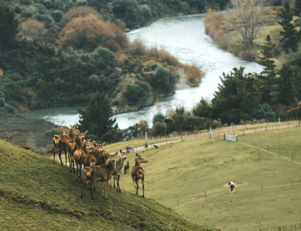New-Zealand-Red-Dear