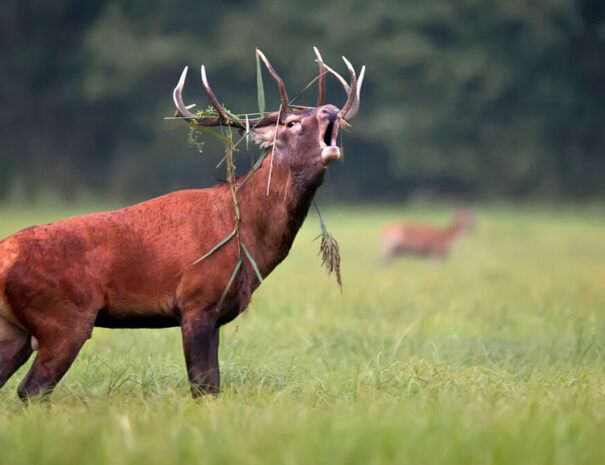 red-stag-four-seasons-safaris-1080x675