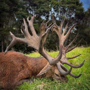 New Zealand Red Stag Hunt (400-449″)
