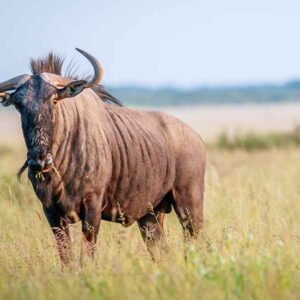 Africa Blue Wildebeest
