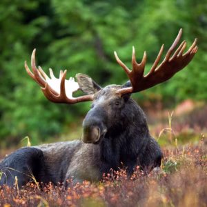 NEWFOUNDLAND Moose & Black Bear Package