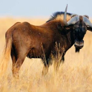 Africa Black Wildebeest