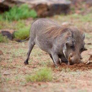 Africa Warthog