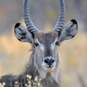 Africa Waterbuck
