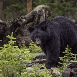 ONTARIO Black Bear