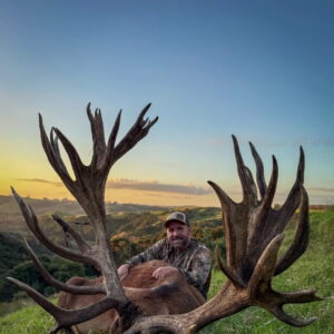 New Zealand Red Stag (550+) POA